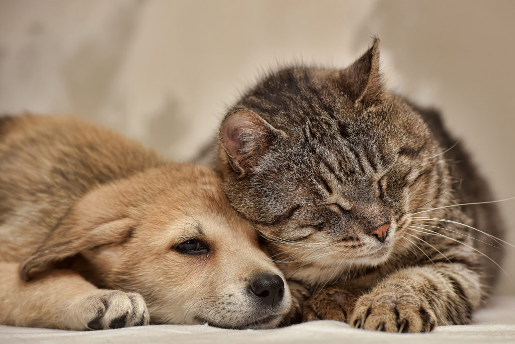 裏に病気が隠れていることが多い犬や猫の貧血 - 横須賀市のつだ動物病院