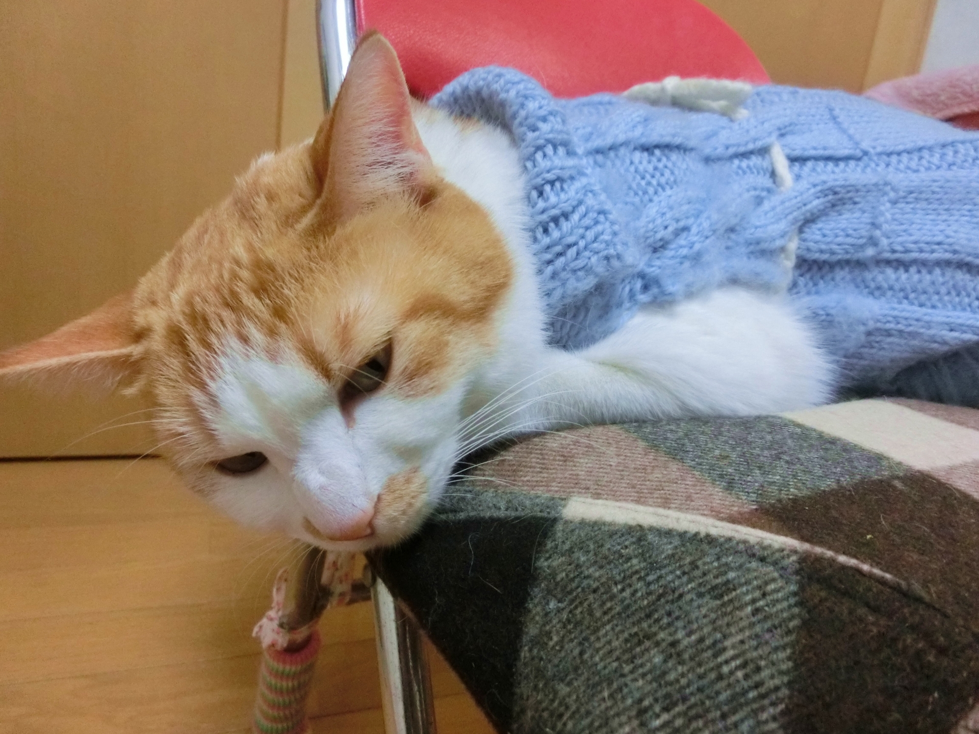 猫の慢性腎不全＜概要編＞ - 横須賀市のつだ動物病院