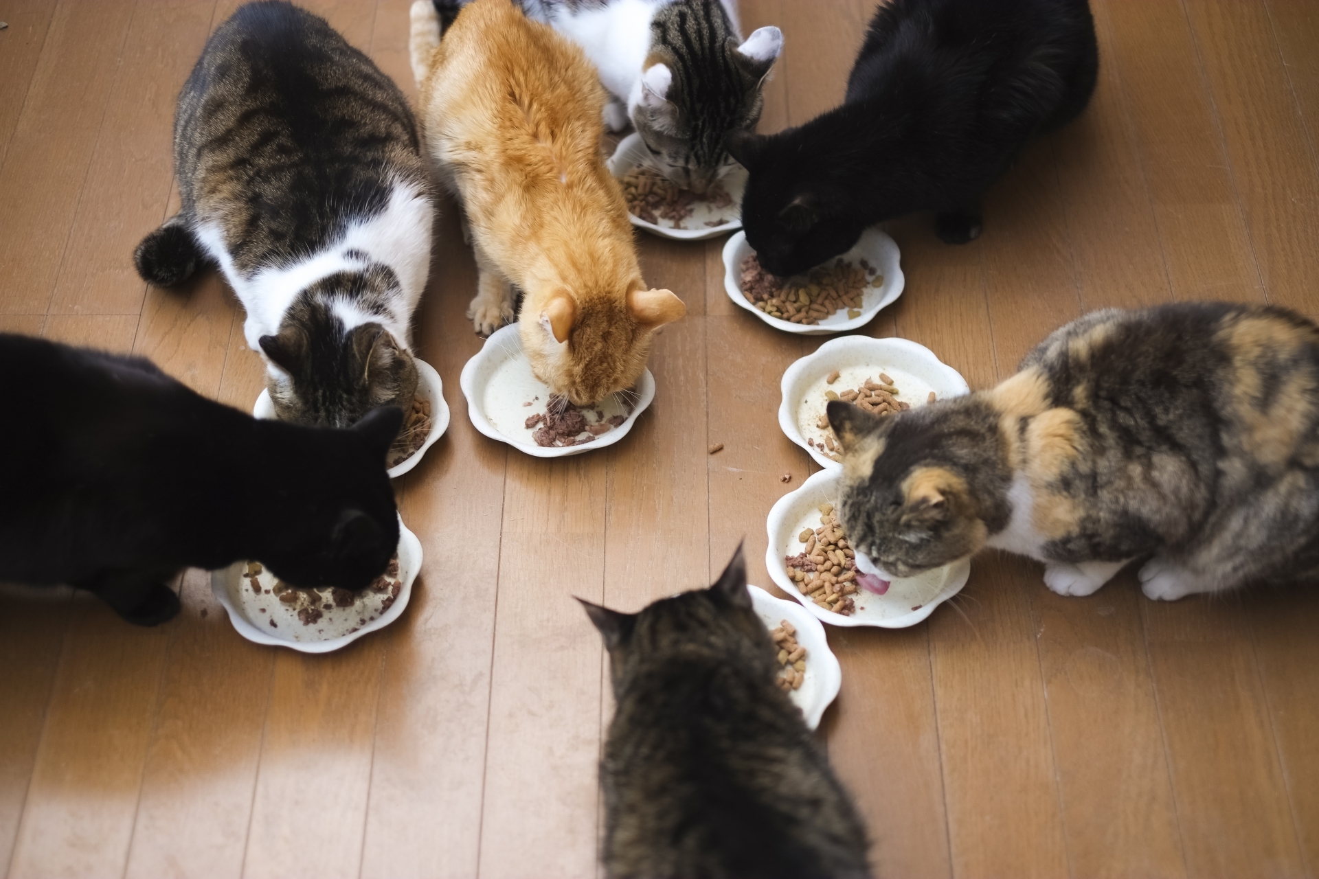 猫の尿路結石 - 横須賀市のつだ動物病院