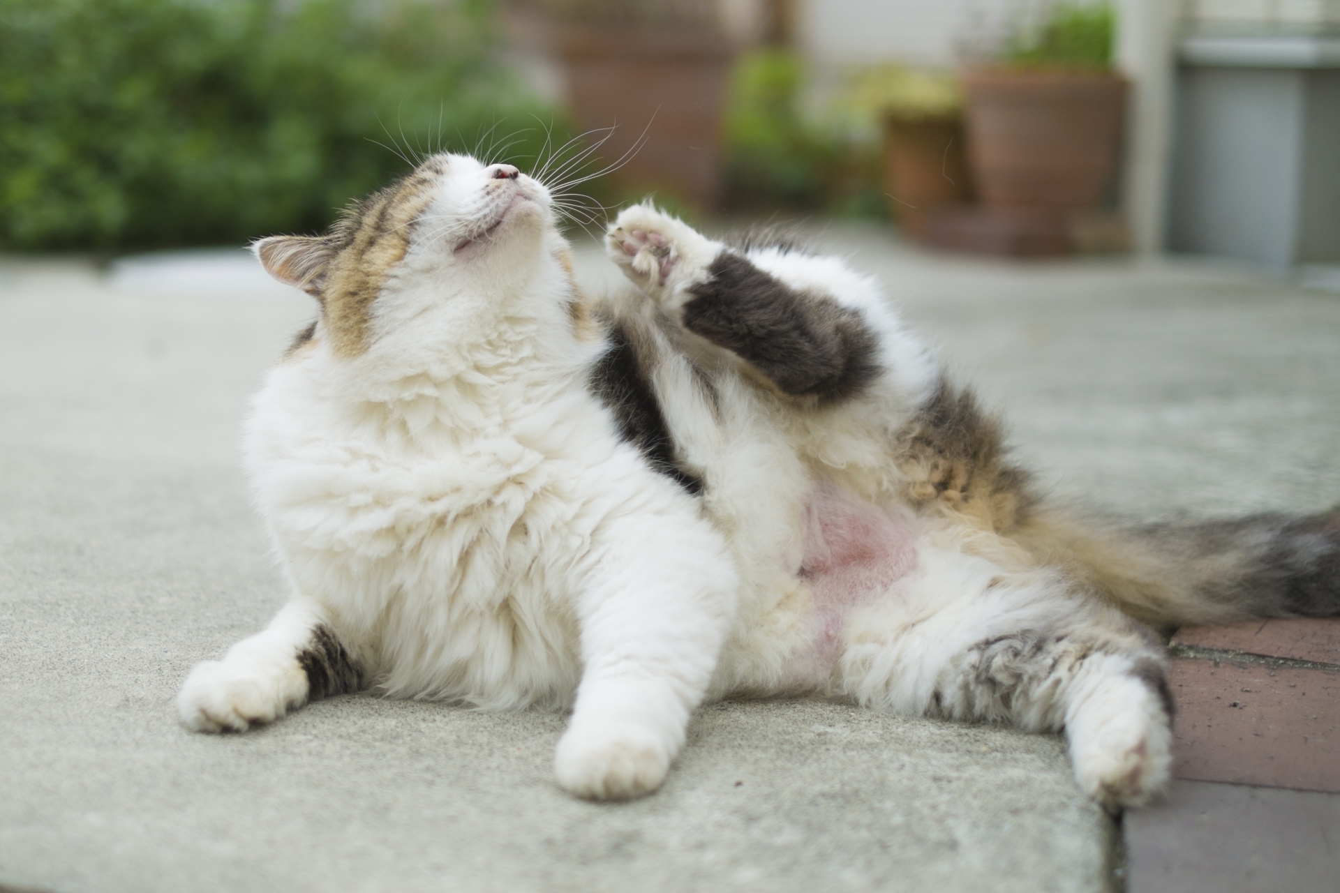 犬や猫に寄生するノミやダニ その種類と予防薬 横須賀市 つだ動物病院