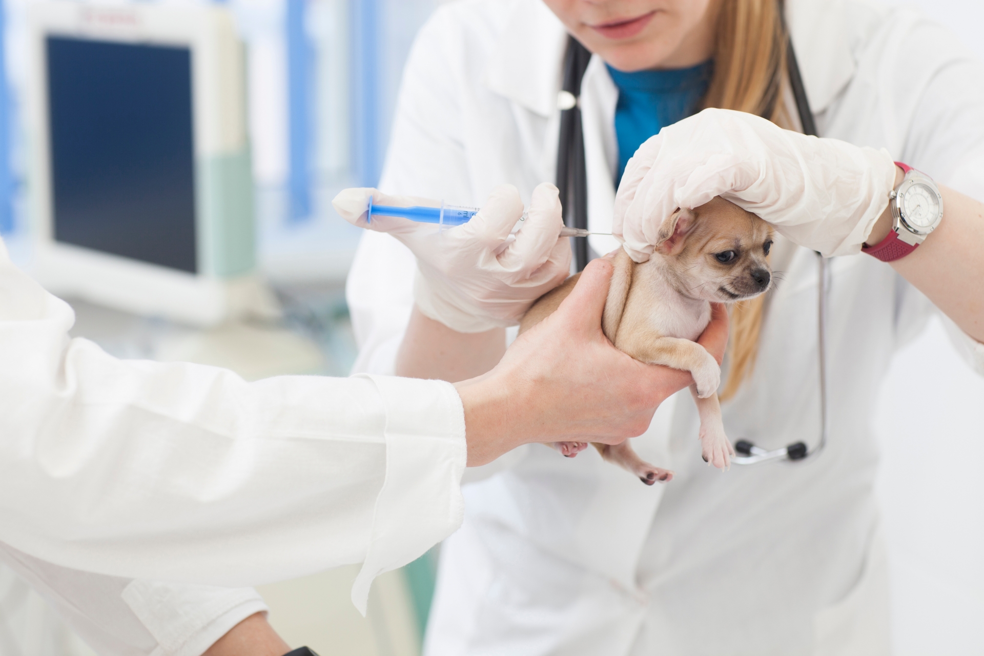 予防接種をする犬