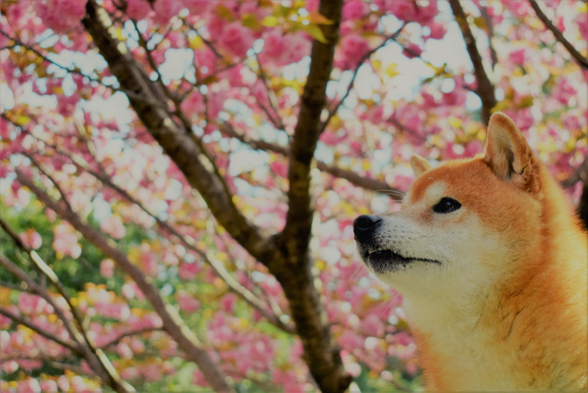 桜の中の犬