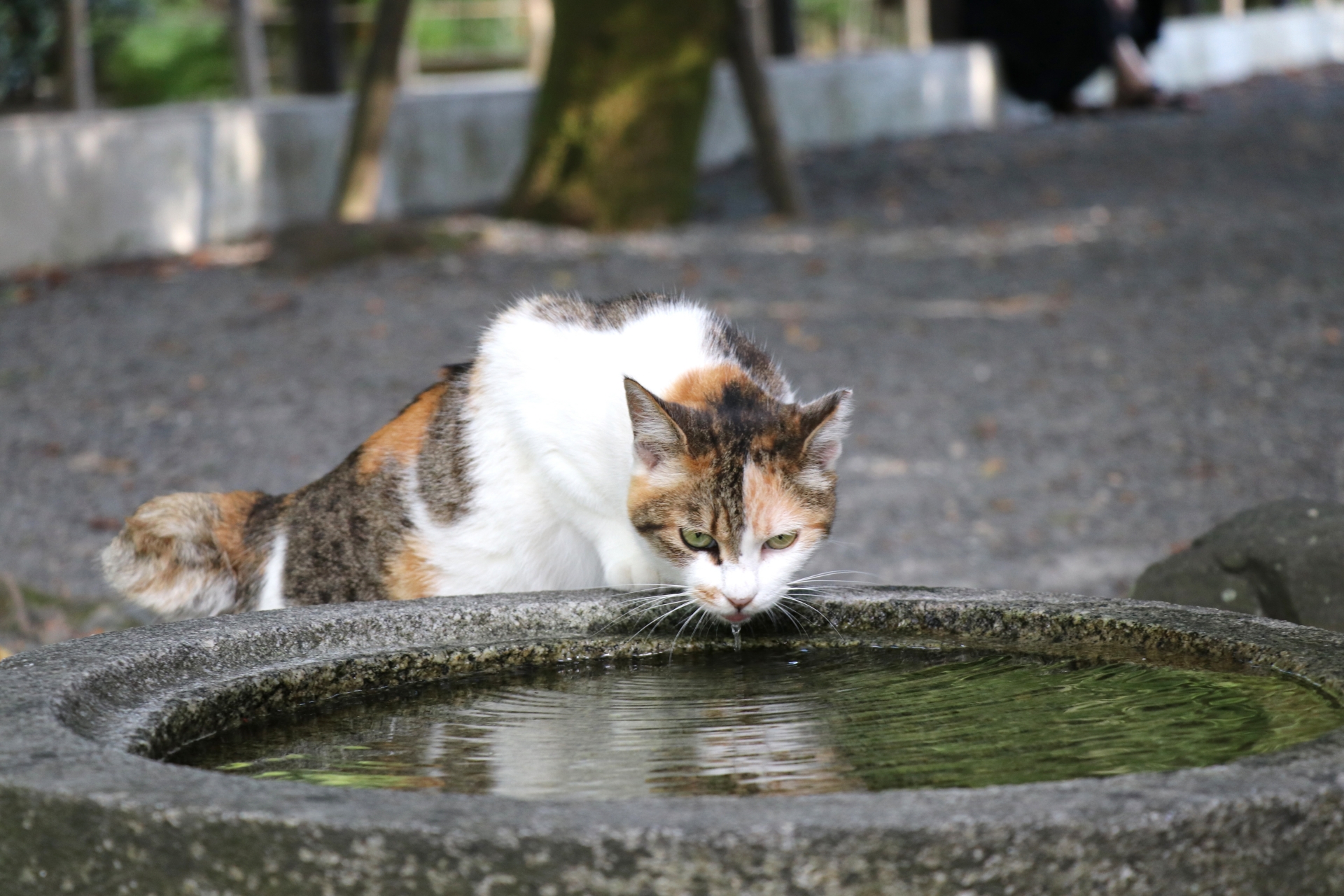 水を飲む猫