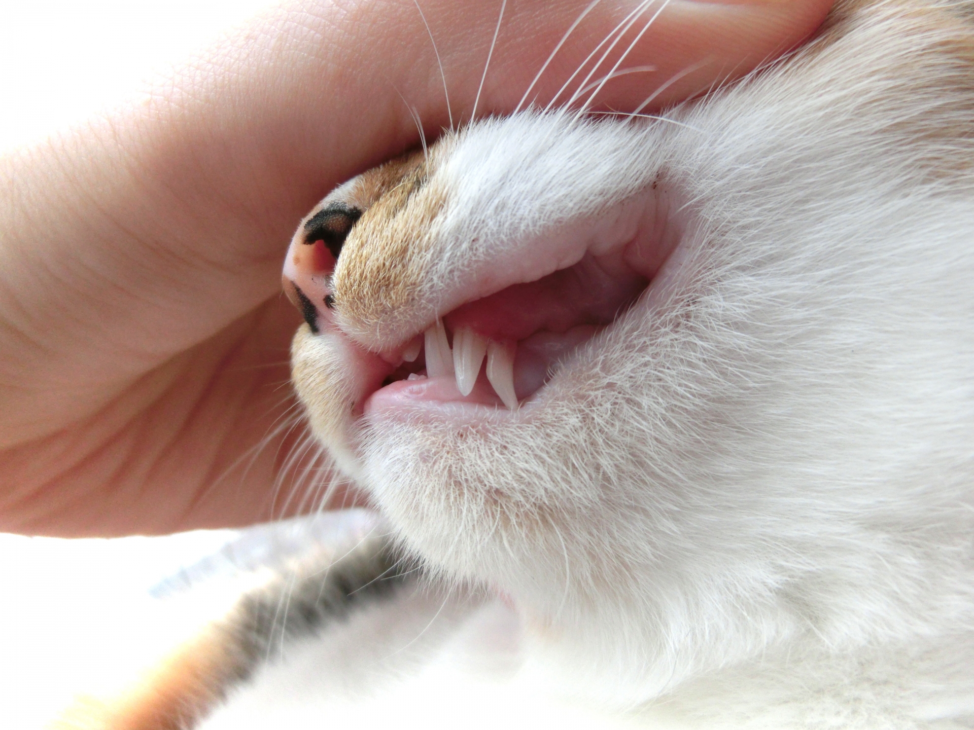 猫の歯が見える写真
