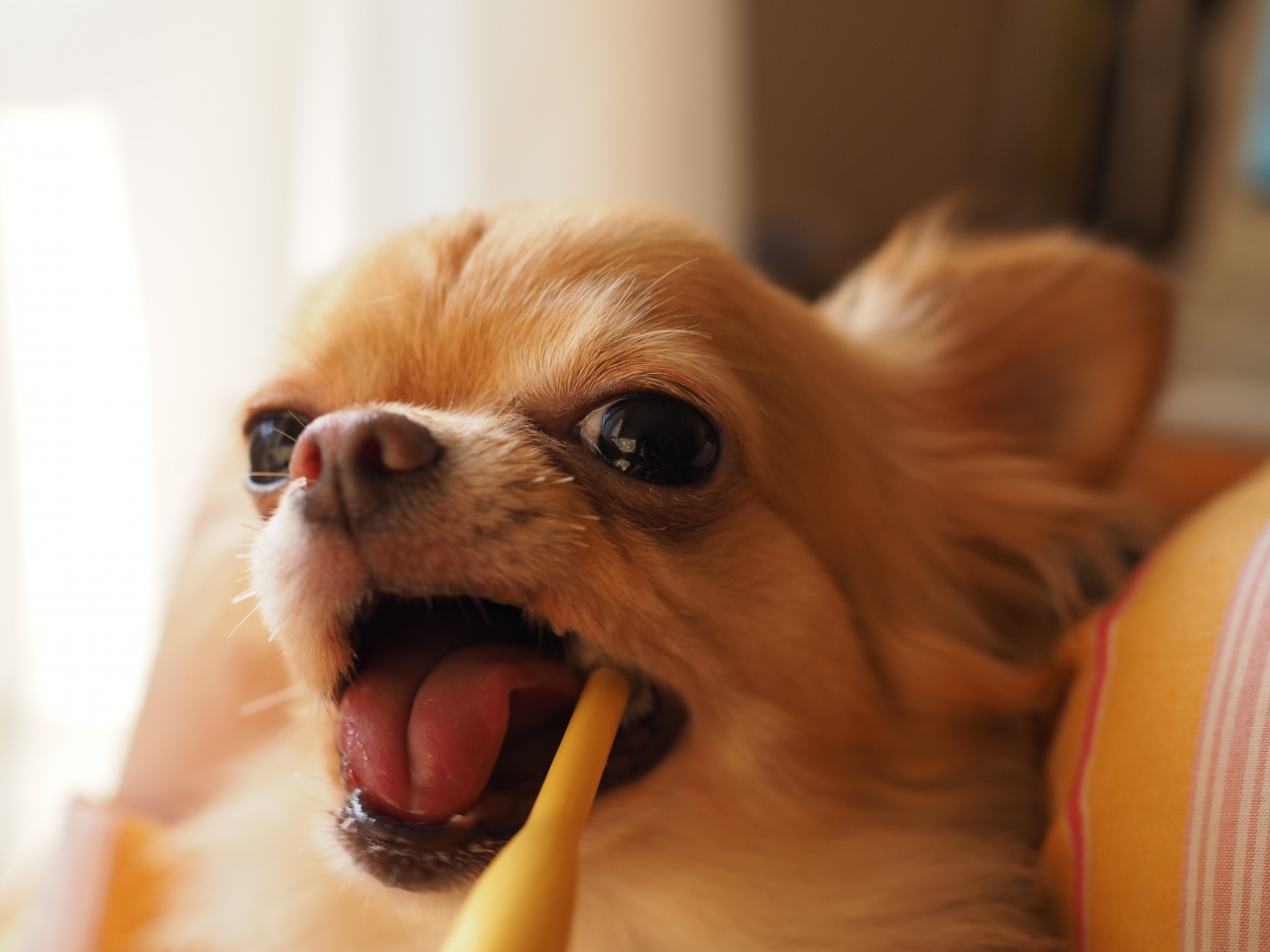 歯磨きをしている犬