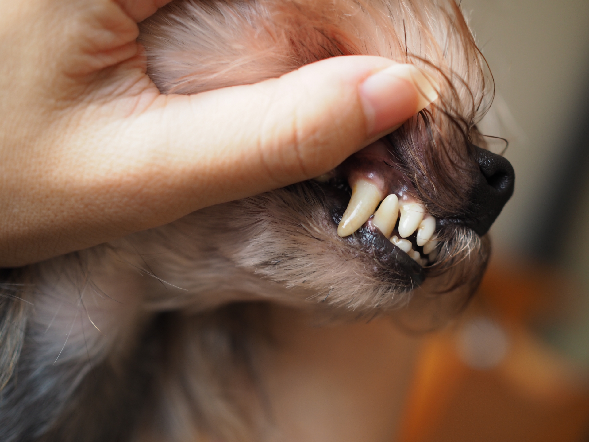 犬の歯が見える写真