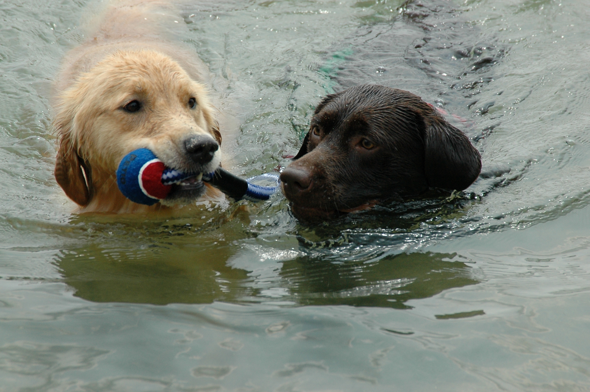 泳ぐ2頭の犬 