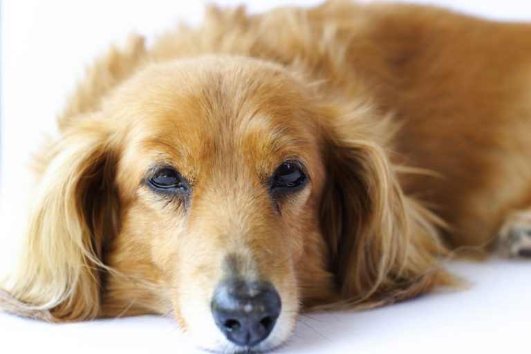 犬の嘔吐：子犬が吐いたときの対処法