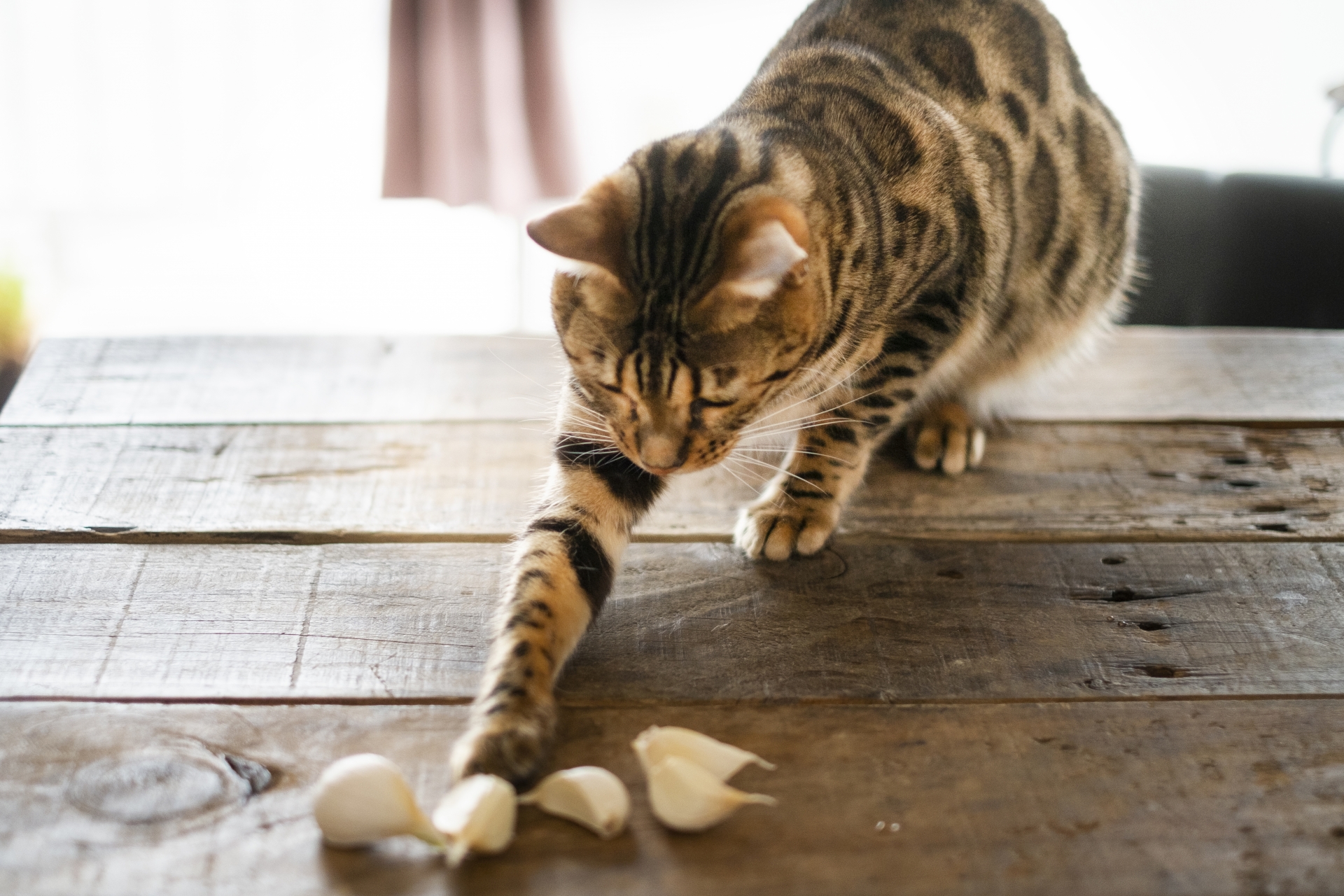 犬や猫のこんな嘔吐には要注意 横須賀市 つだ動物病院