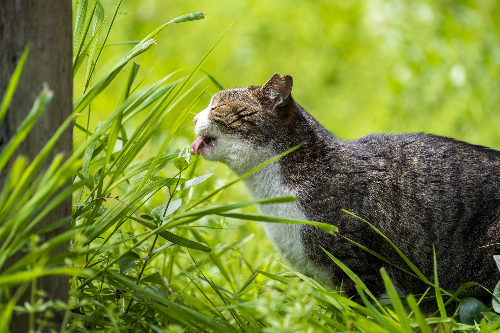 犬や猫のこんな嘔吐には要注意！ - 横須賀市のつだ動物病院