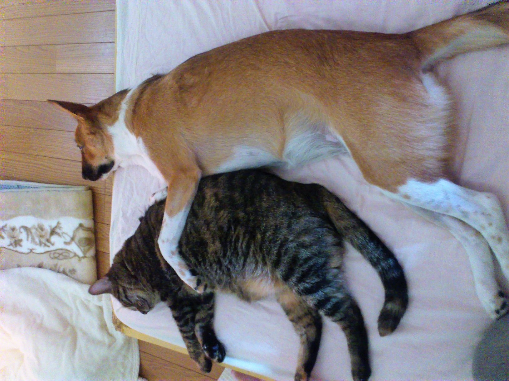 犬と猫のお昼寝