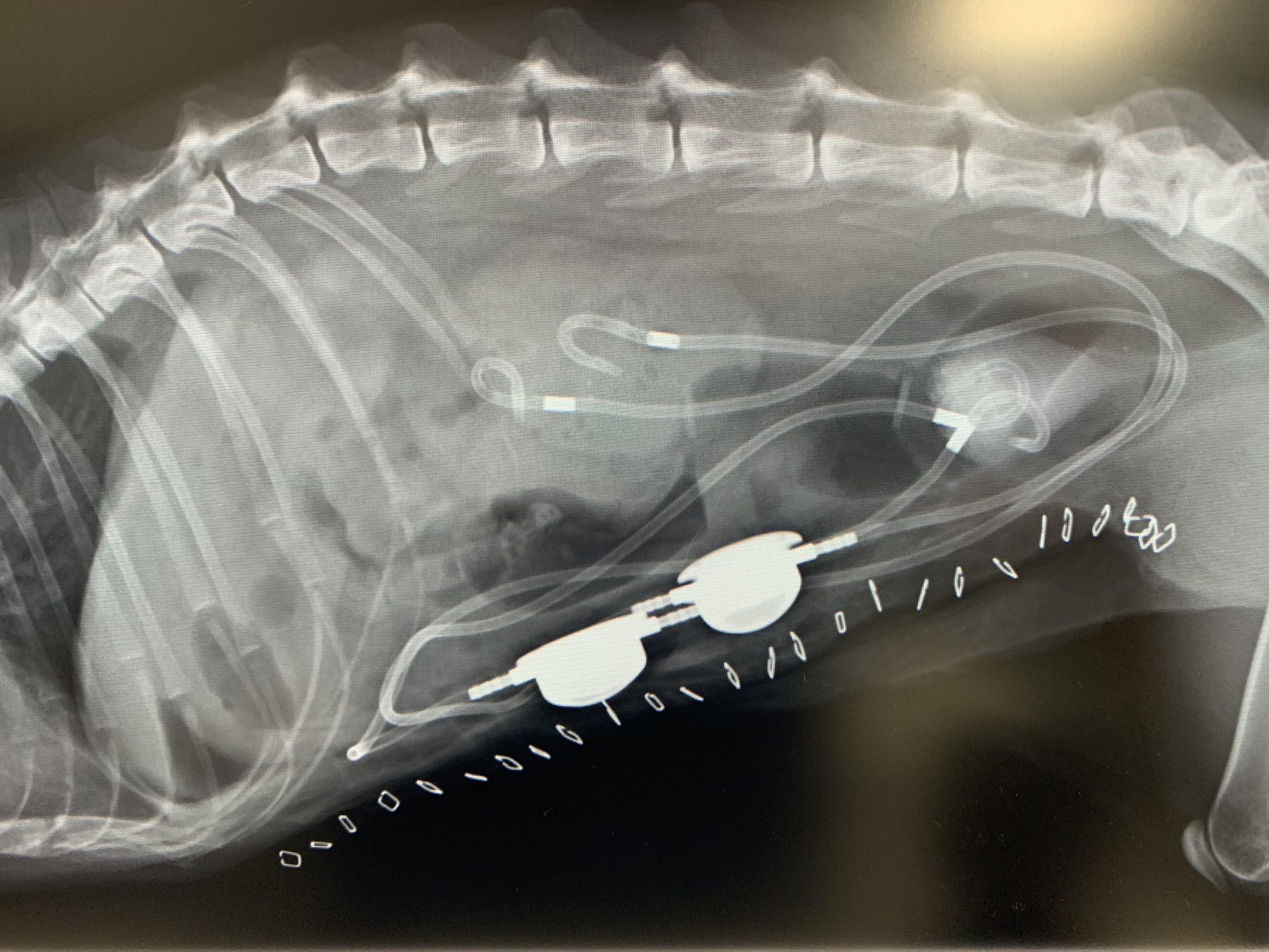 猫のシュウ酸カルシウムによる尿管結石とSUBシステム手術 - 横須賀市の 