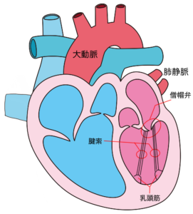 心臓の断面図