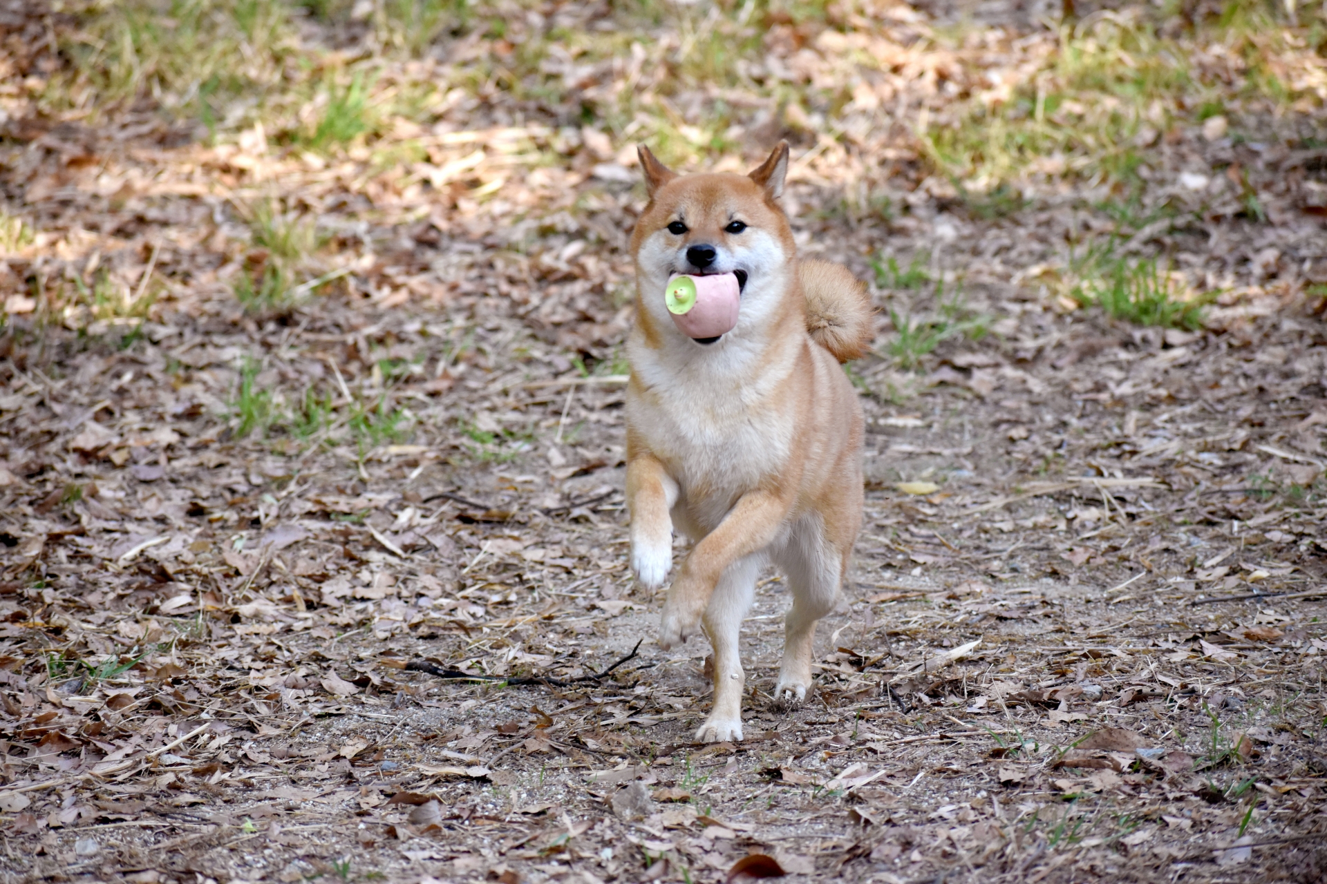 ボール投げをする犬
