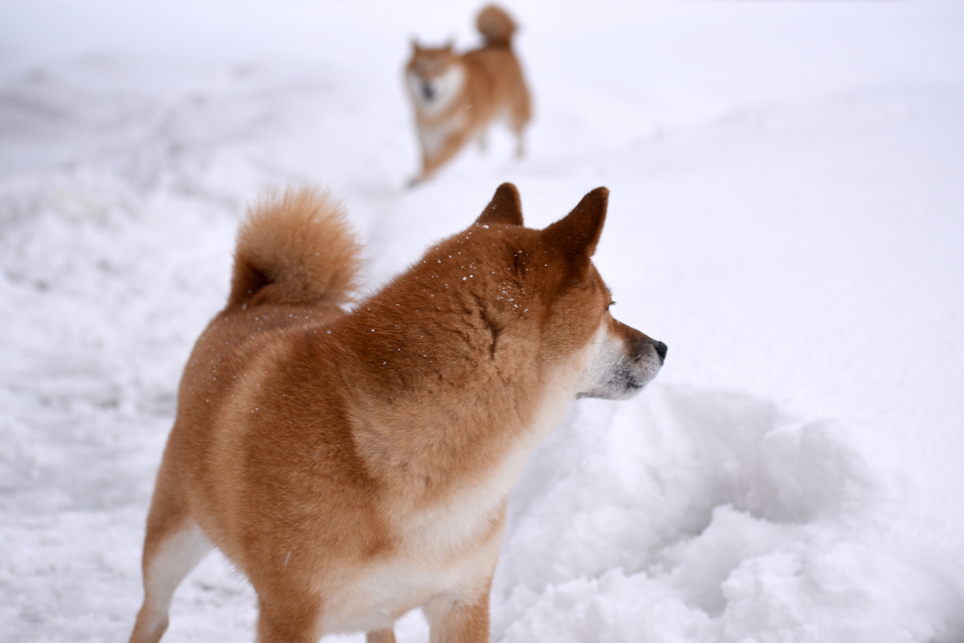 雪の中で遊ぶ犬