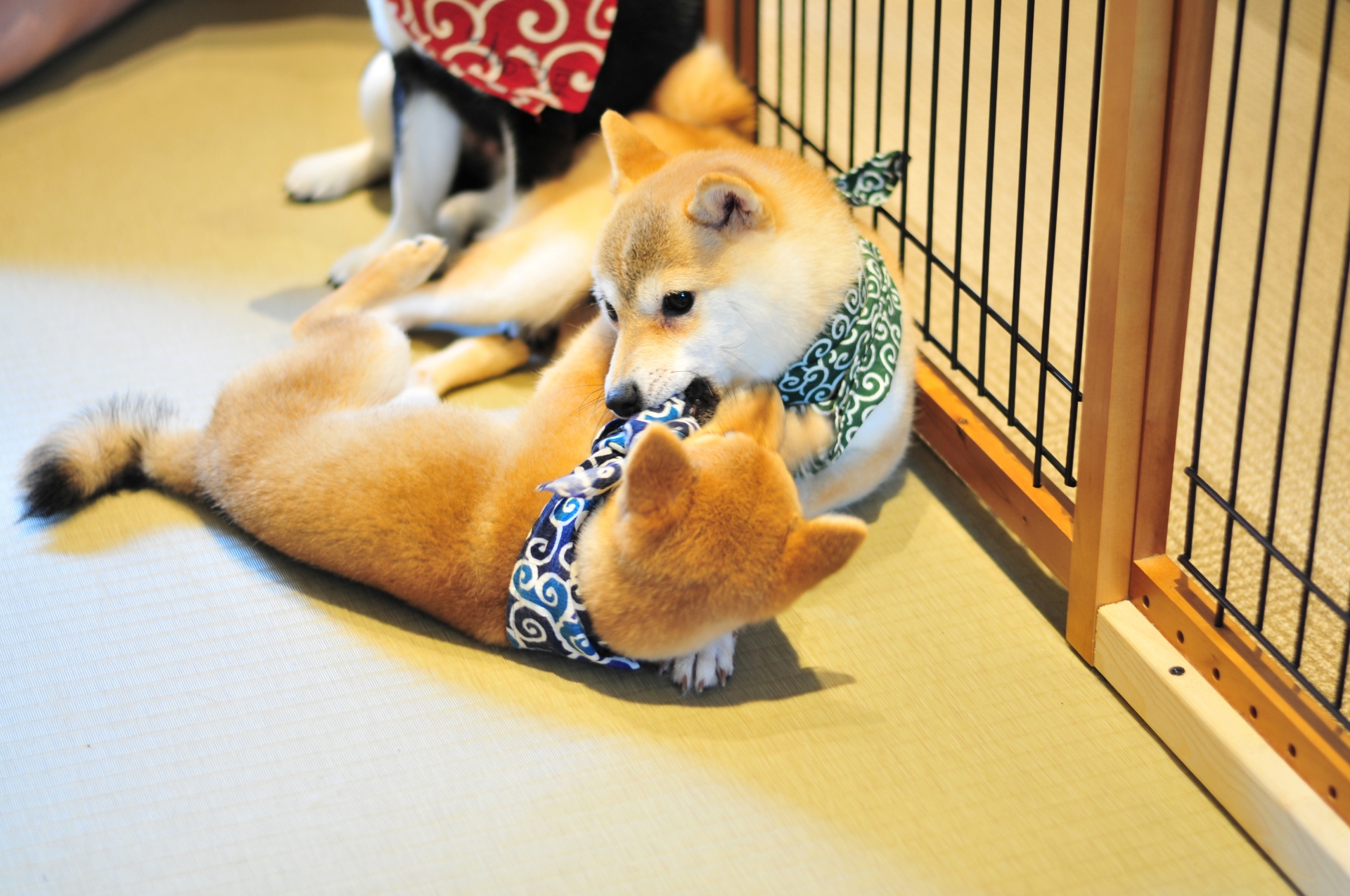 飼い主様にも積極的に関わってほしい犬や猫との大切な遊び 横須賀市のつだ動物病院