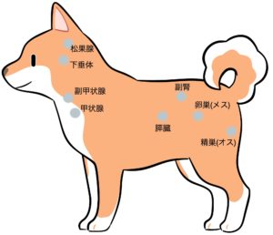 犬や猫にも大切なホルモンの役割 横須賀市のつだ動物病院