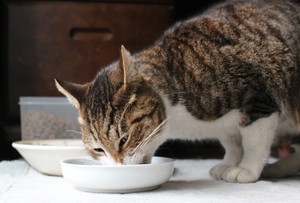 犬や猫の糖尿病は早期発見早期治療で進行を緩やかに - 横須賀市のつだ 