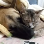 並んで眠る犬と猫