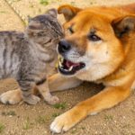 仲良しな犬と猫