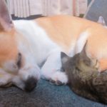 熟睡している犬と猫