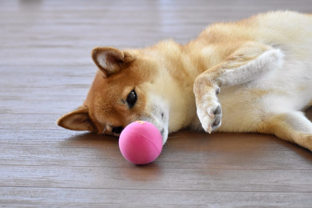 床でボール遊びする子犬