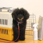 小型犬の同行避難