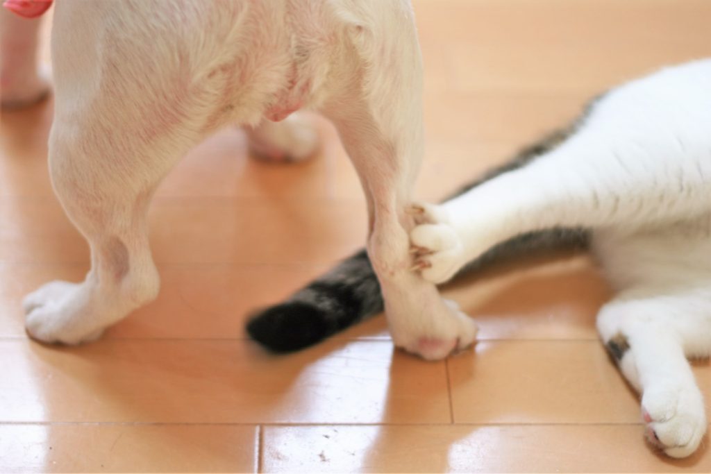 犬と猫の足