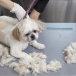 トリミング中の犬