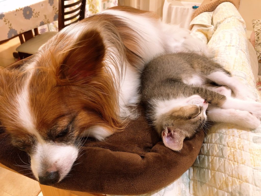 仲良く眠る犬と猫