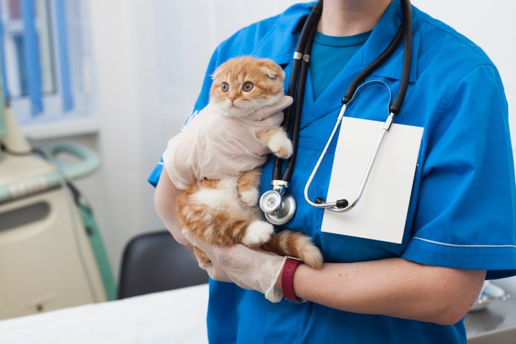 獣医師に抱かれる猫