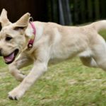 ダッシュする犬