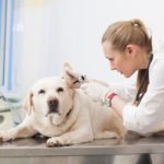 耳を診察される犬