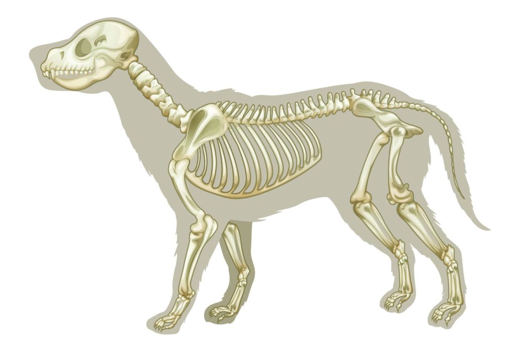 犬の骨格
