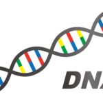 DNAの二重らせん