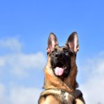 空をバックにしたシェパード