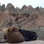 寒そうな犬たち