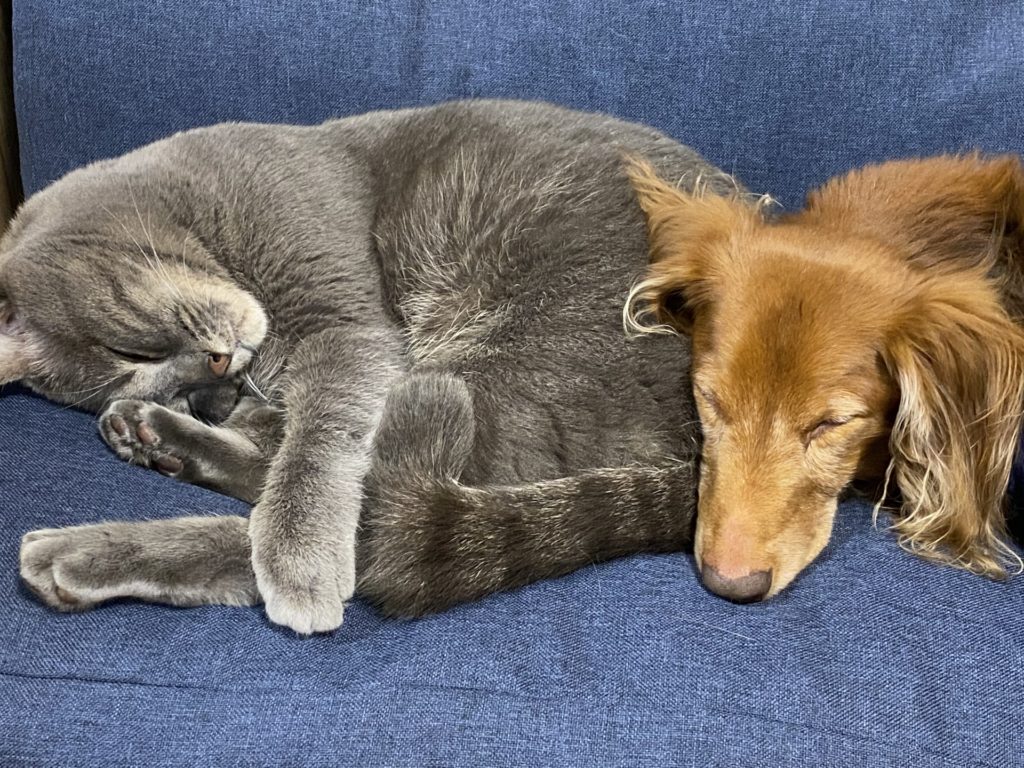 仲良く寝る犬と猫