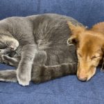 仲良く寝る犬と猫