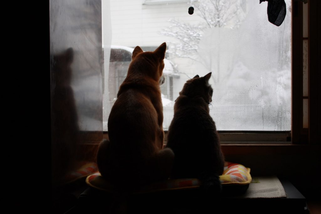 雪景色を眺める犬と猫