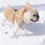 雪の中のお散歩