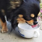 水を飲む犬