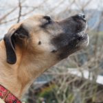 遠吠えをする犬