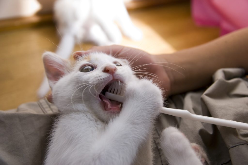 猫の歯磨きトレーニング