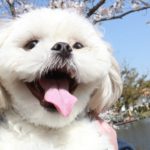 ワンちゃんとお花見