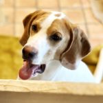 犬のパンティング