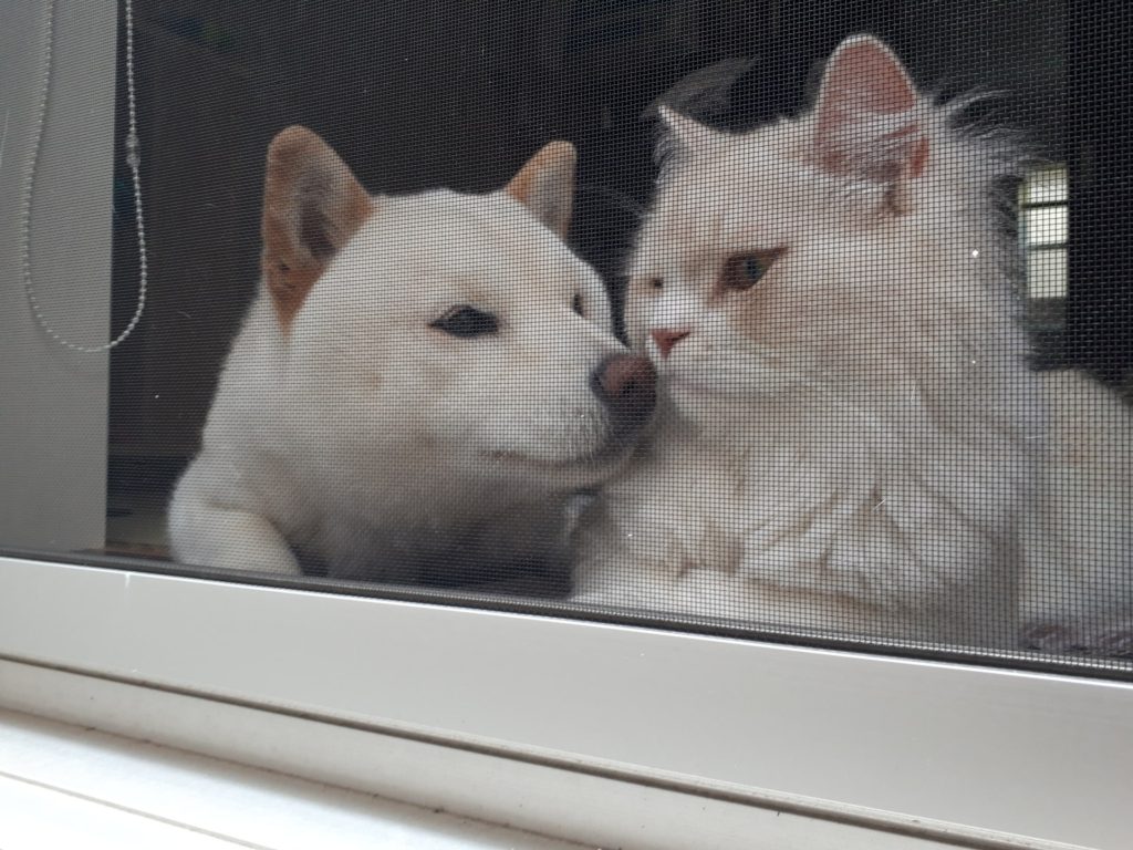 窓辺の犬と猫