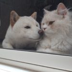窓辺の犬と猫