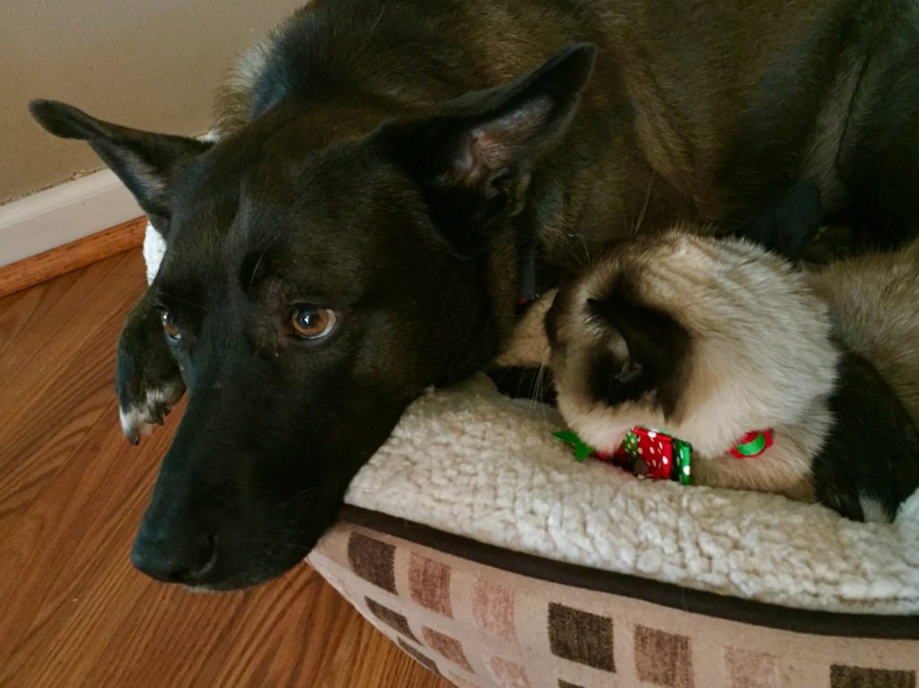 昼寝する犬と猫