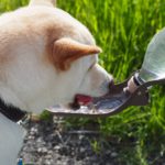 散歩中の水分補給